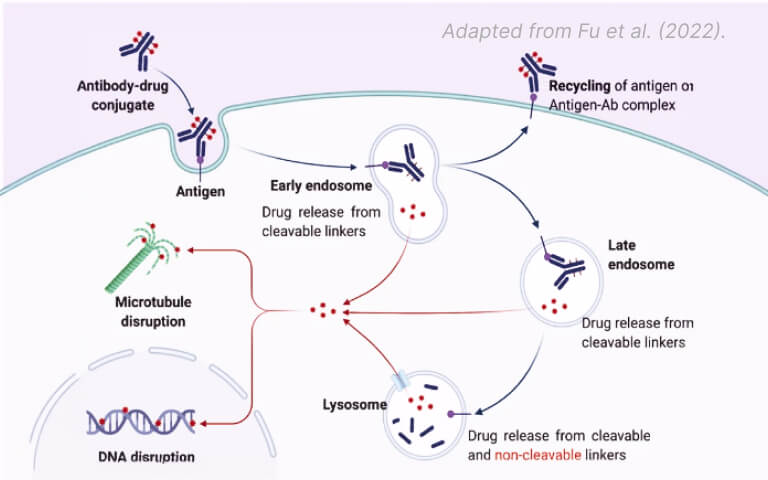 Development and Optimization of a pH-Sensitive Fluorescence-Based Assay for Quantitative Antibody Internalization Analysis